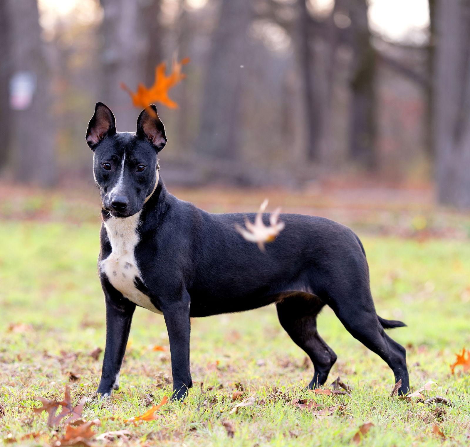 Venus, Adoptable, Young Female Bull Terrier.