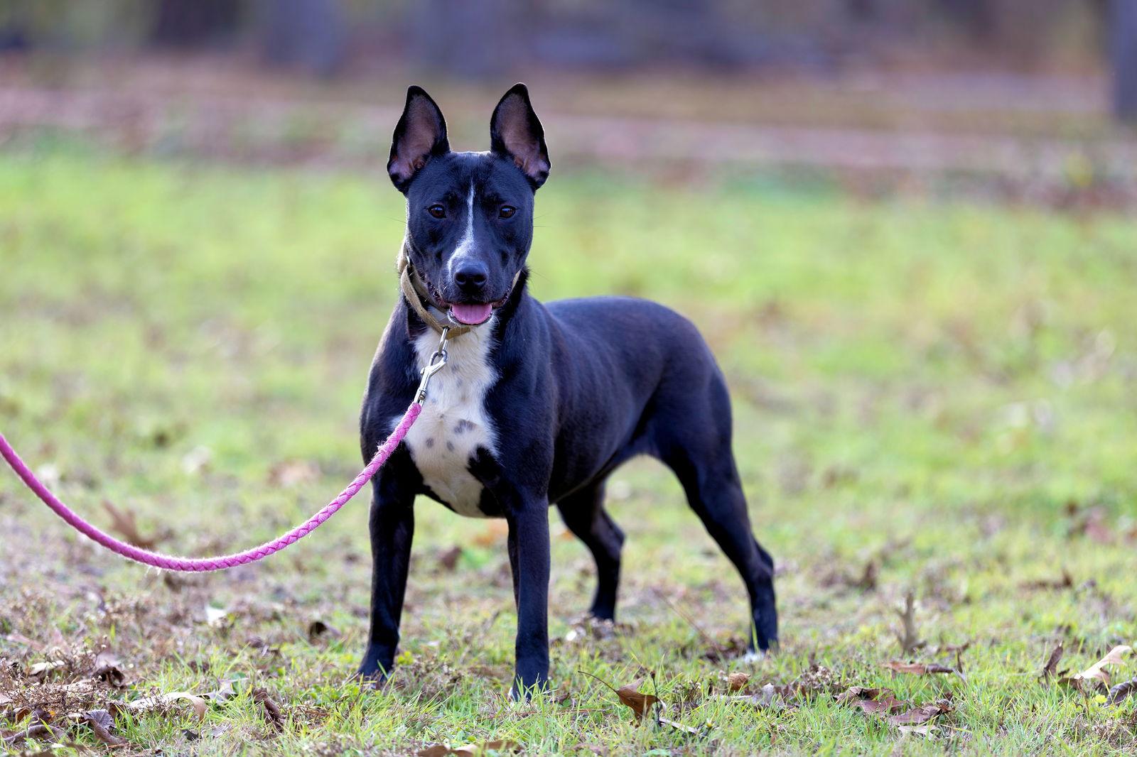 Enlarge Venus, a Adoptable Bull Terrier in Munford, TN image 3/3