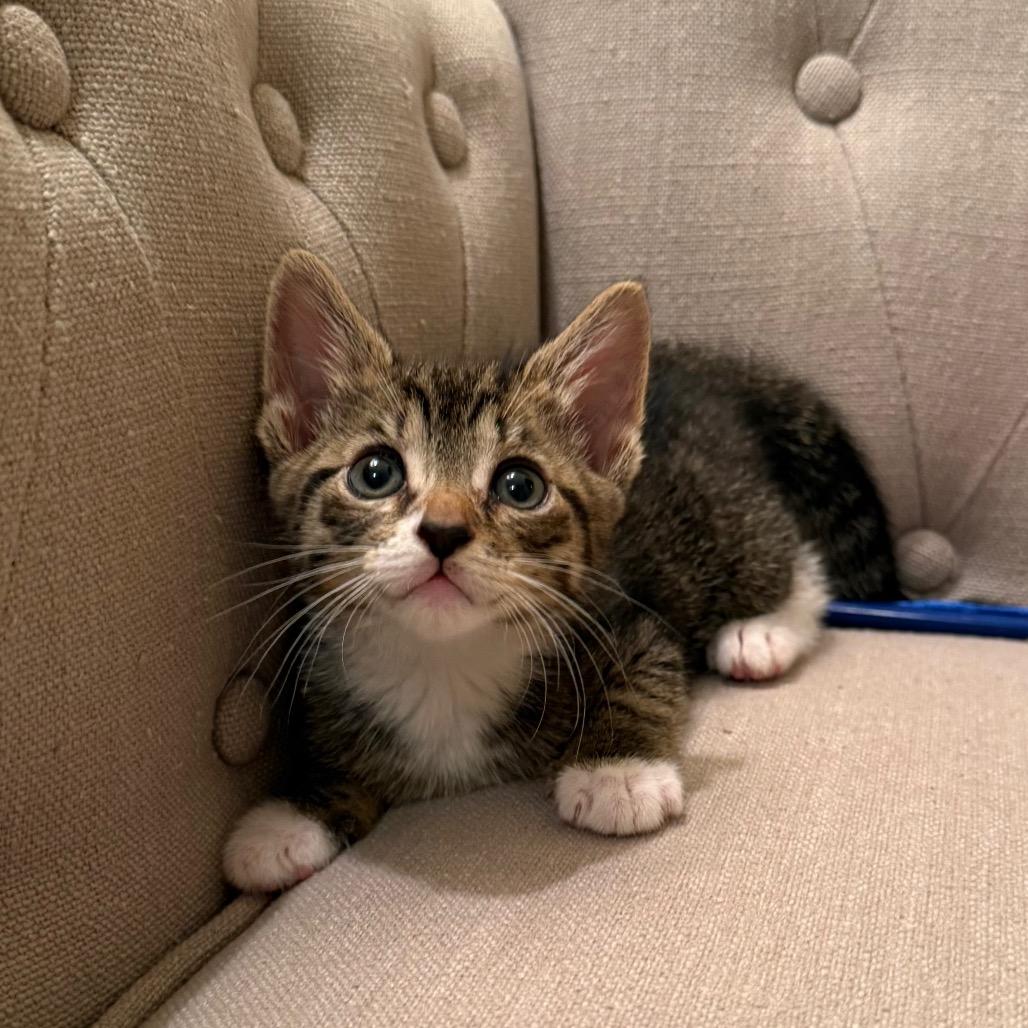 Enlarge 26-116 June Bug, a Adoptable Domestic Short Hair in North Branford, CT image 2/5