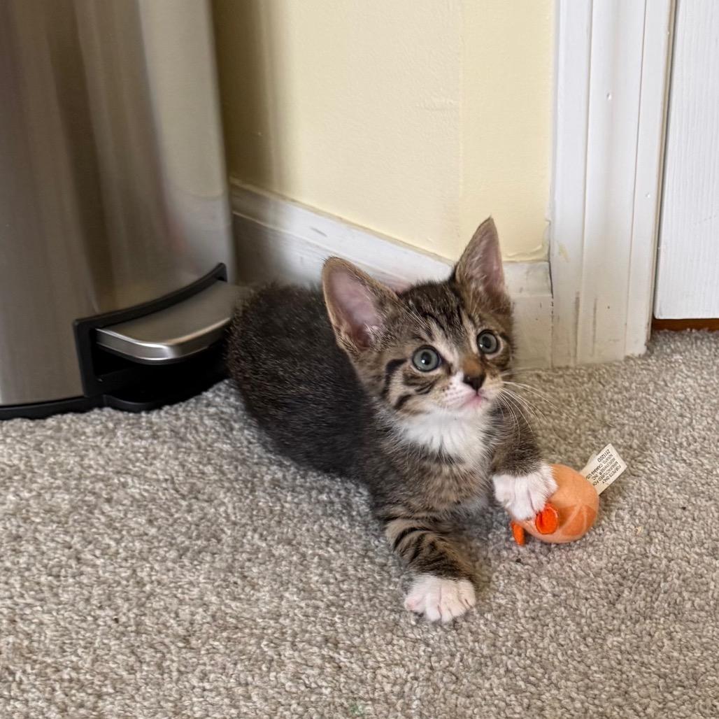 Enlarge 26-116 June Bug, a Adoptable Domestic Short Hair in North Branford, CT image 3/5