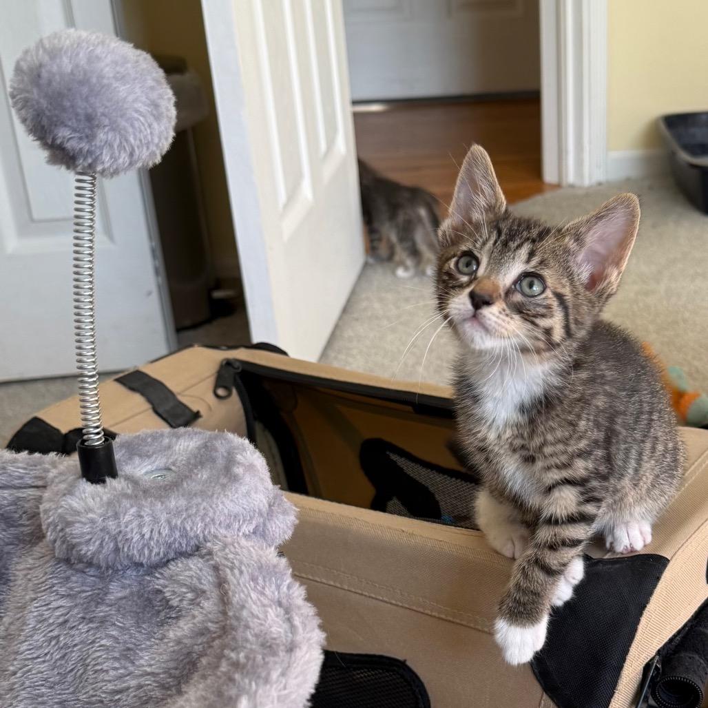 Enlarge 26-116 June Bug, a Adoptable Domestic Short Hair in North Branford, CT image 4/5