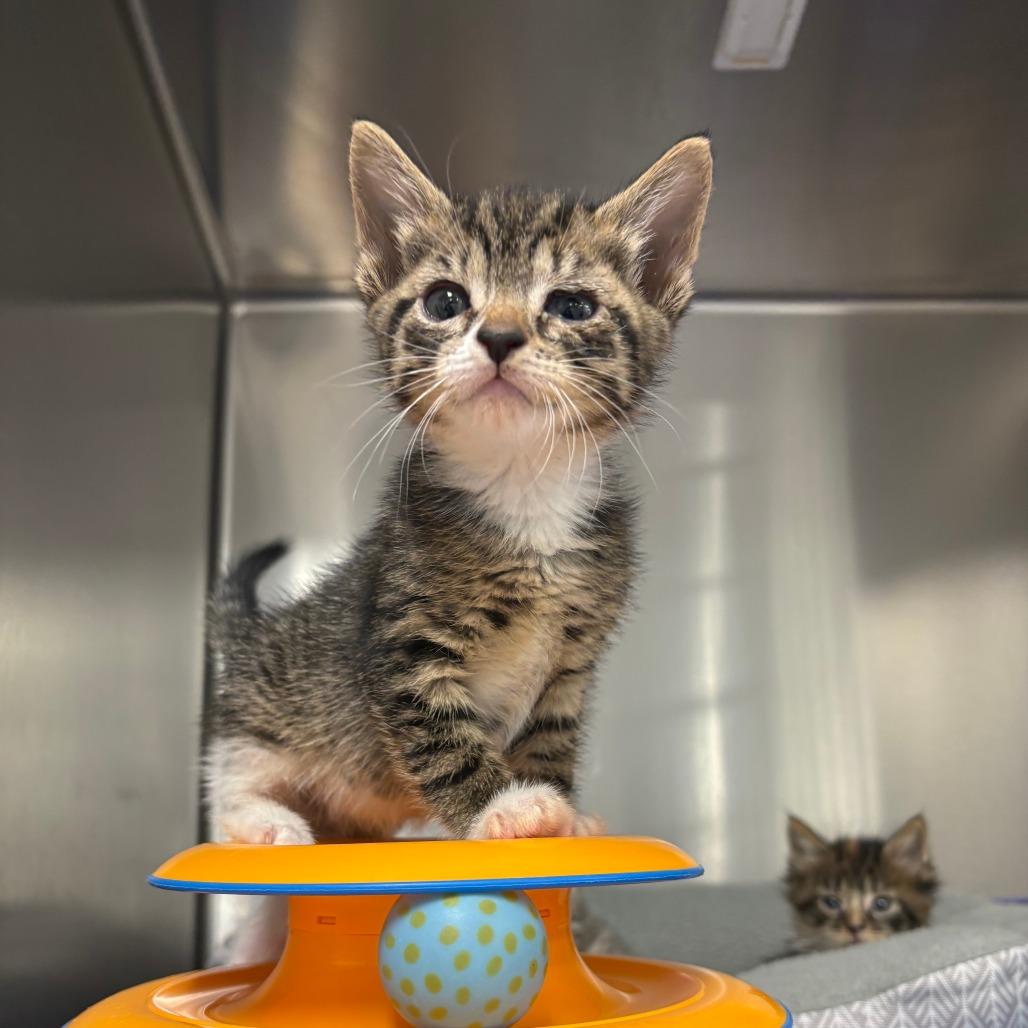 Enlarge 26-116 June Bug, a Adoptable Domestic Short Hair in North Branford, CT image 5/5