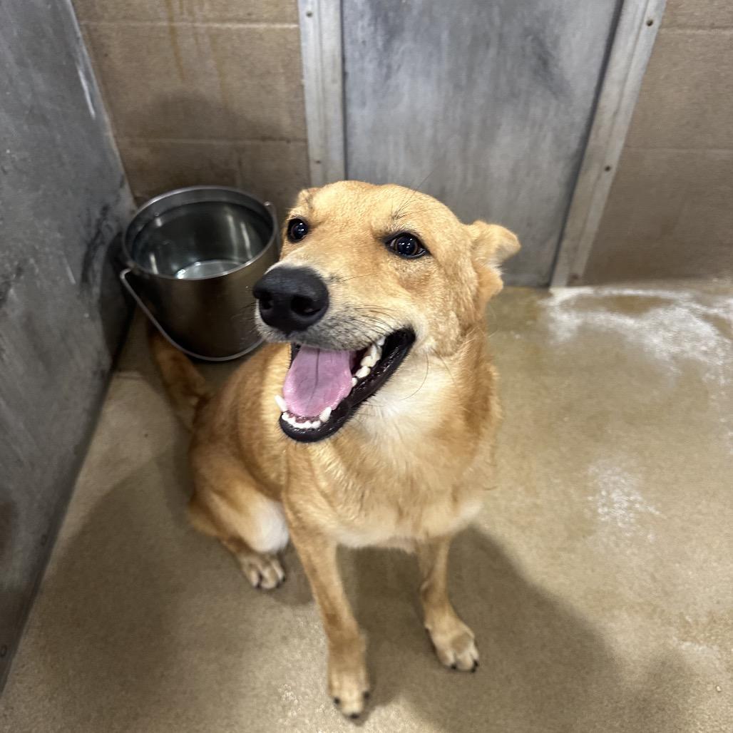 Frisbee, Adoptable, Adult Male German Shepherd Dog.