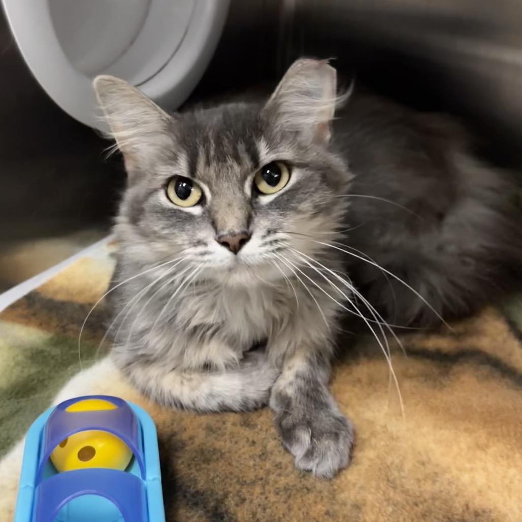 Miss Meatball, Adoptable, Young Female Domestic Short Hair.