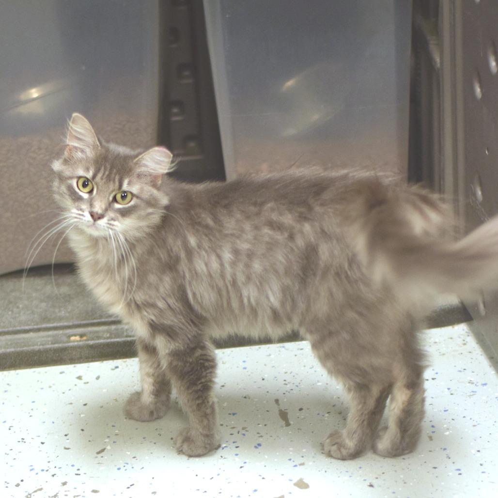 Enlarge Miss Meatball, a Adoptable Domestic Short Hair in Belleville, IL image 2/2