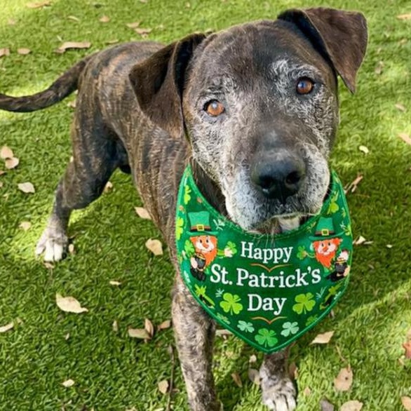 Lucho, a ADOPTABLE mixed breed in Palm Harbor, FL image 1/6