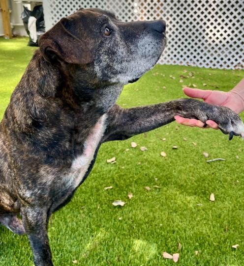Lucho, a ADOPTABLE mixed breed in Palm Harbor, FL image 4/6