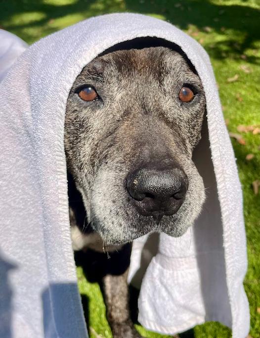 Lucho, a ADOPTABLE mixed breed in Palm Harbor, FL image 6/6