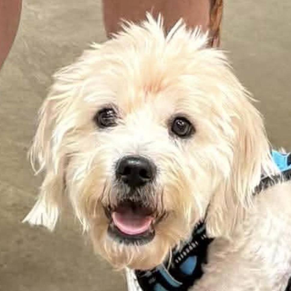 Russell Crowe, Adoptable, Adult Male Poodle & Shih Tzu.