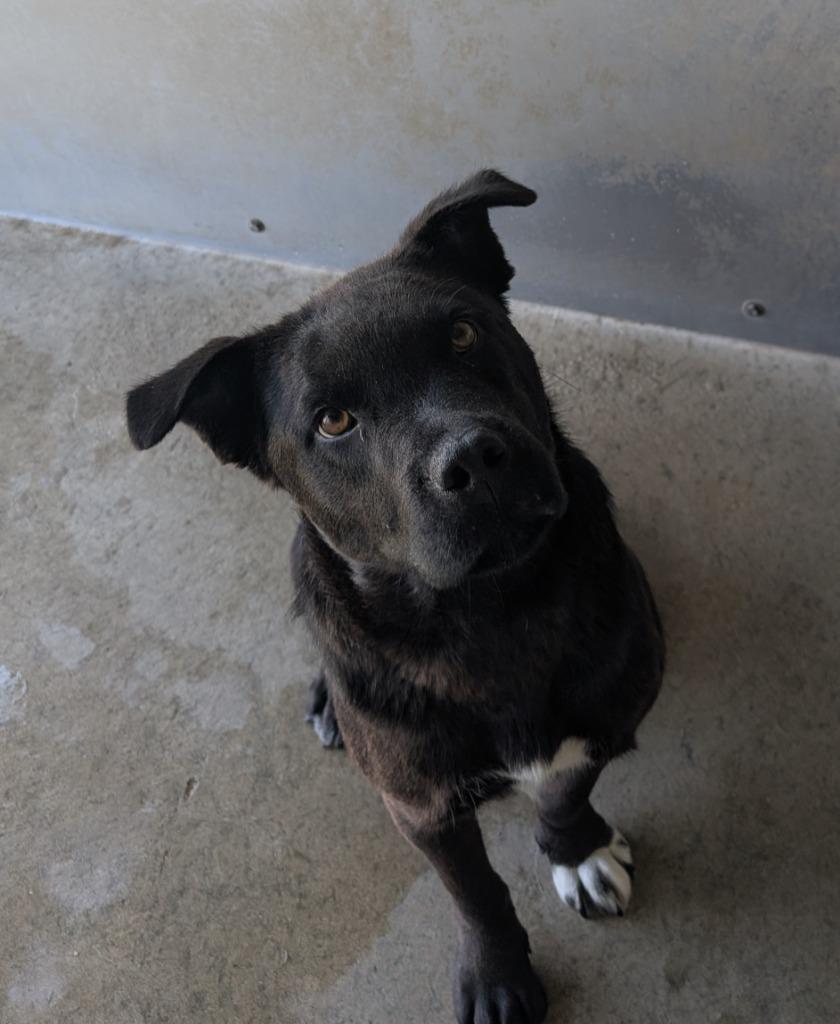Lilly, Adopted, Young Female Pit Bull Terrier.