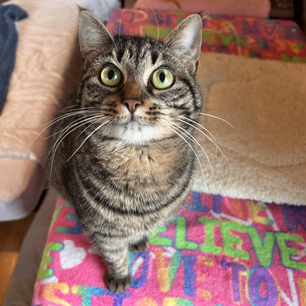 Enlarge Lilo, a Adoptable Domestic Short Hair in Howard beach, NY image 1/6