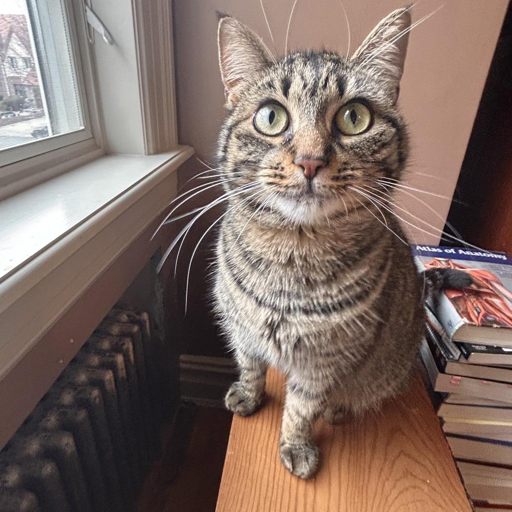 Enlarge Lilo, a Adoptable Domestic Short Hair in Howard beach, NY image 2/6