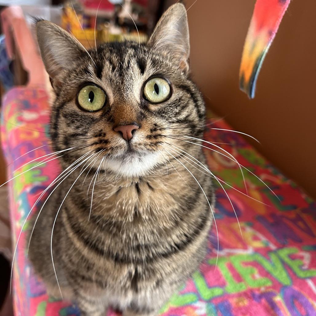 Enlarge Lilo, a Adoptable Domestic Short Hair in Howard beach, NY image 3/6