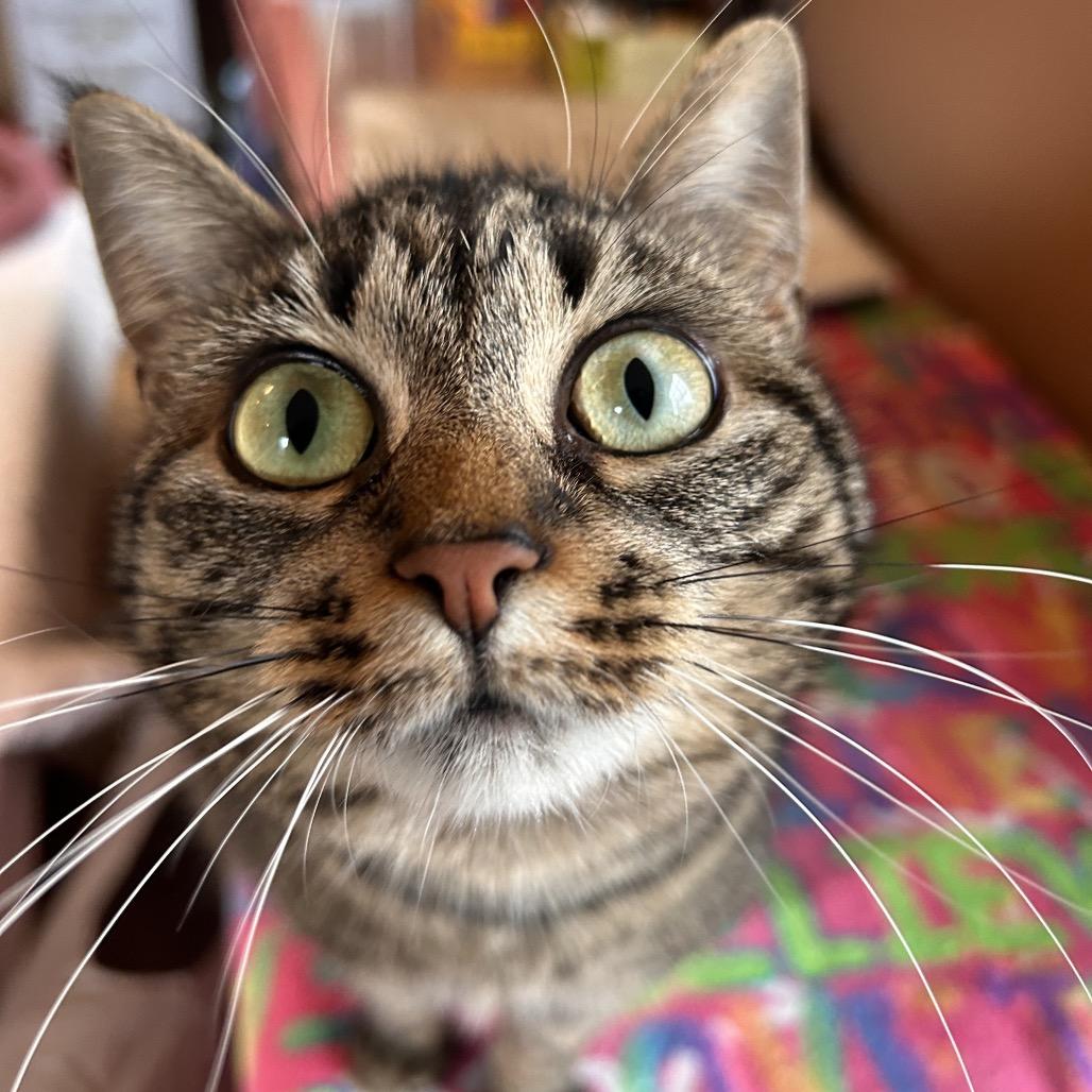 Enlarge Lilo, a Adoptable Domestic Short Hair in Howard beach, NY image 4/6