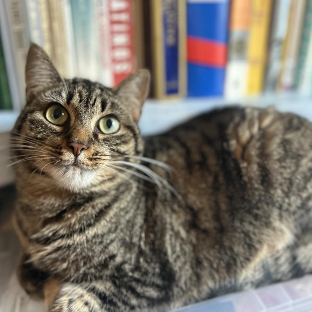 Enlarge Lilo, a Adoptable Domestic Short Hair in Howard beach, NY image 5/6