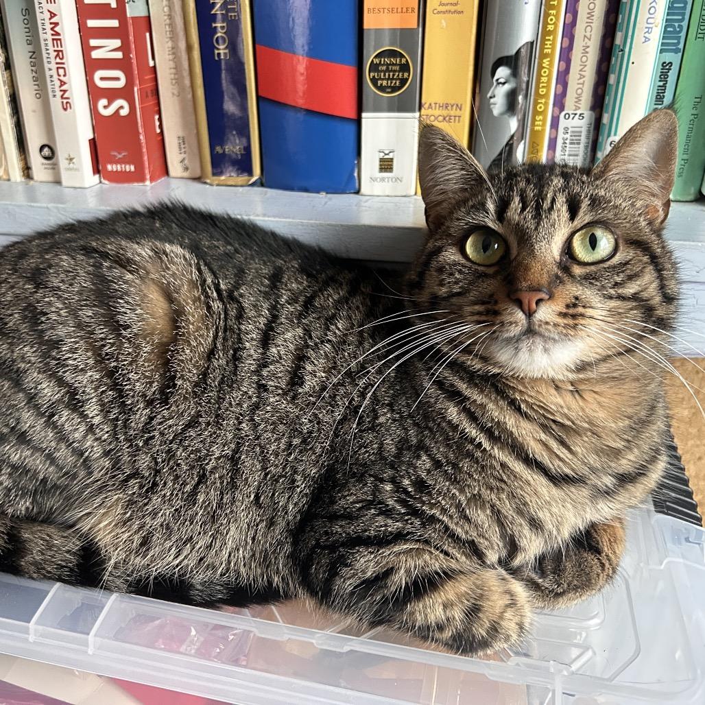 Enlarge Lilo, a Adoptable Domestic Short Hair in Howard beach, NY image 6/6