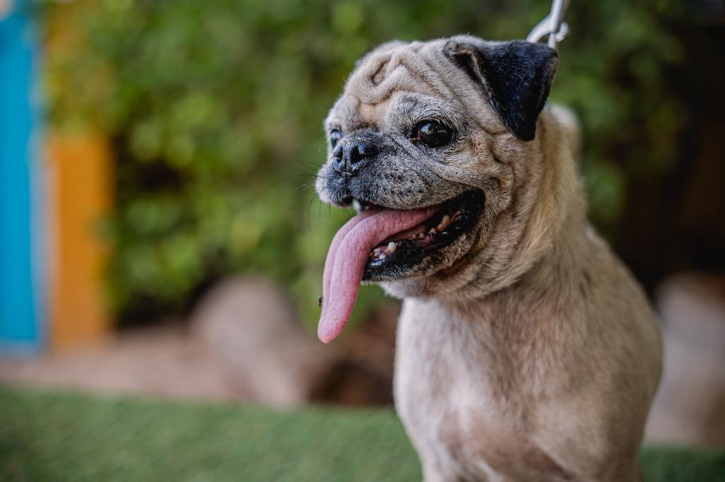 Chachita, Adoptable, Adult Female Pug.