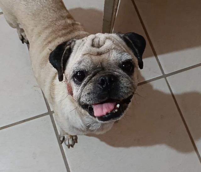 Enlarge Chachita, a Adoptable Pug in Anacortes, WA image 2/5