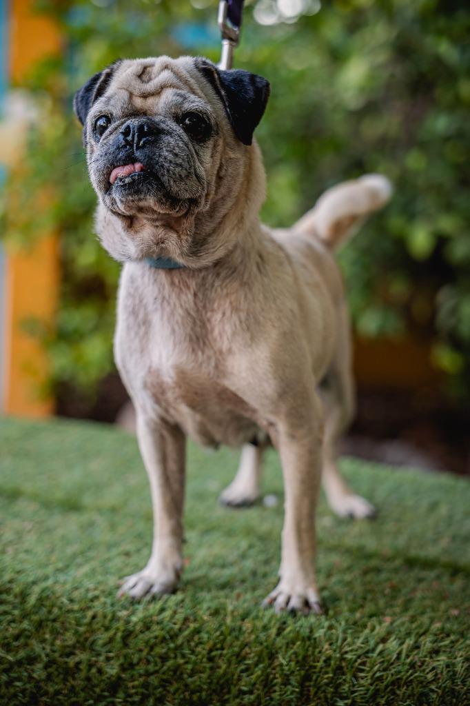 Enlarge Chachita, a Adoptable Pug in Anacortes, WA image 1/5