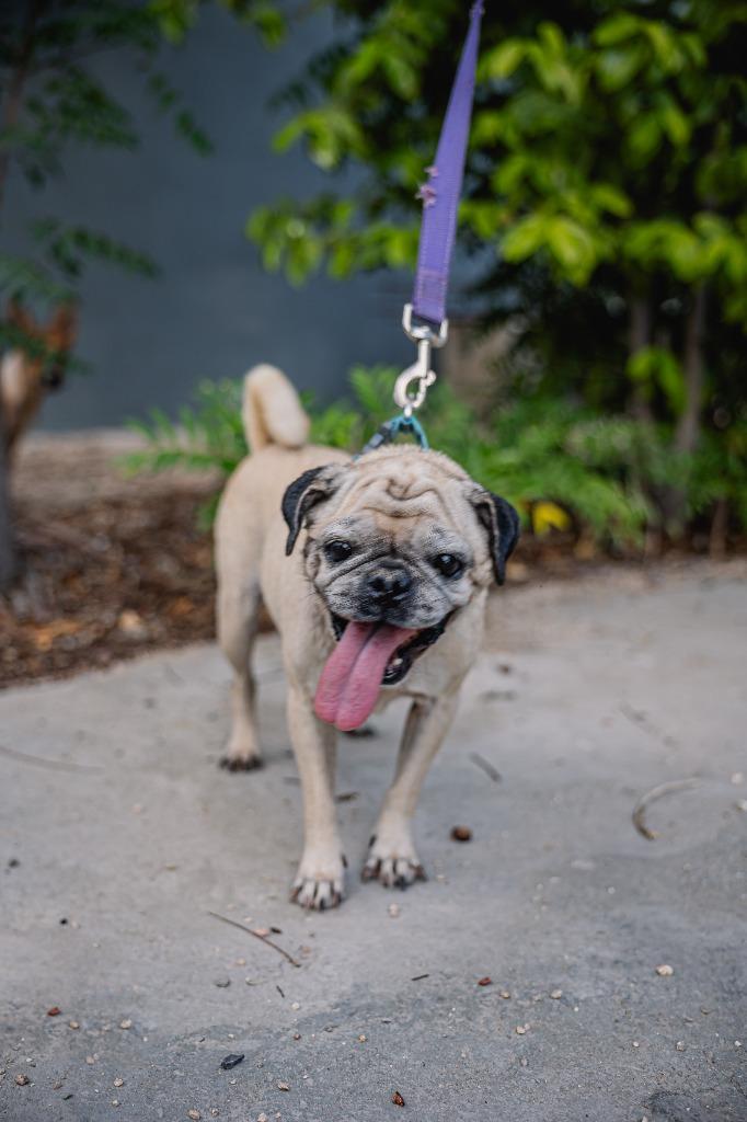 Enlarge Chachita, a Adoptable Pug in Anacortes, WA image 3/5