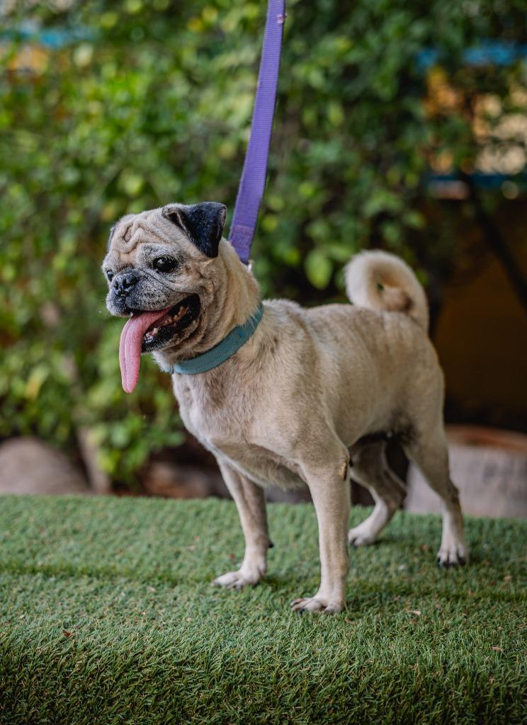 Enlarge Chachita, a Adoptable Pug in Anacortes, WA image 4/5