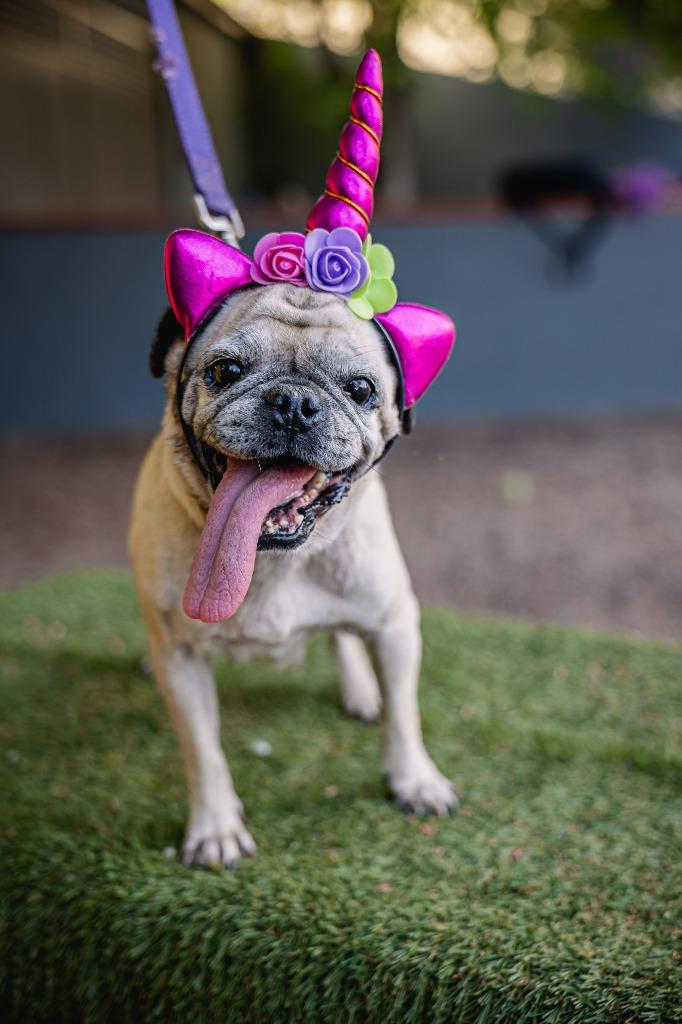 Enlarge Chachita, a Adoptable Pug in Anacortes, WA image 5/5