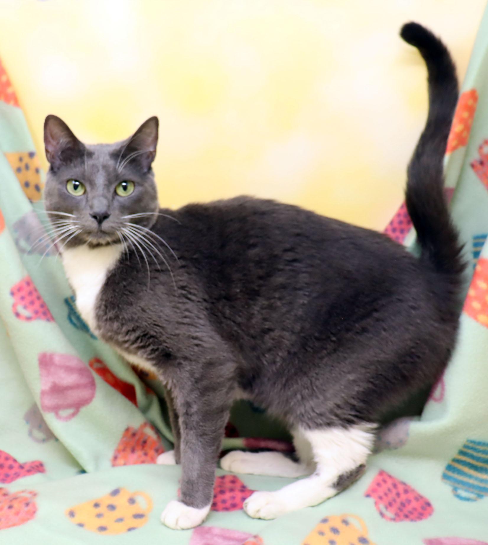 Enlarge Ophelia, a Adoptable Domestic Short Hair in Tierra Verde, FL image 4/4