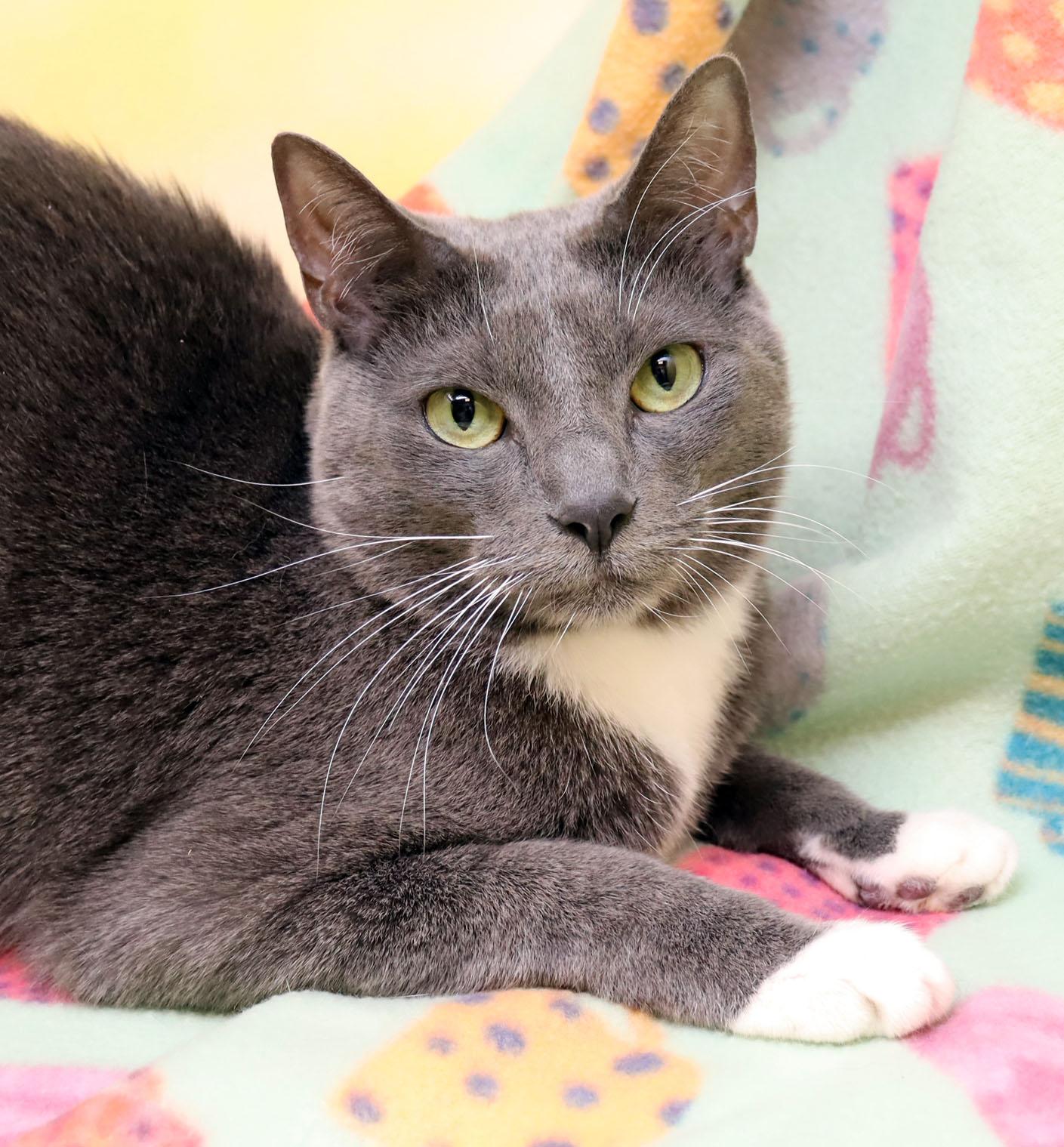 Ophelia, Adoptable, Adult Female Domestic Short Hair.
