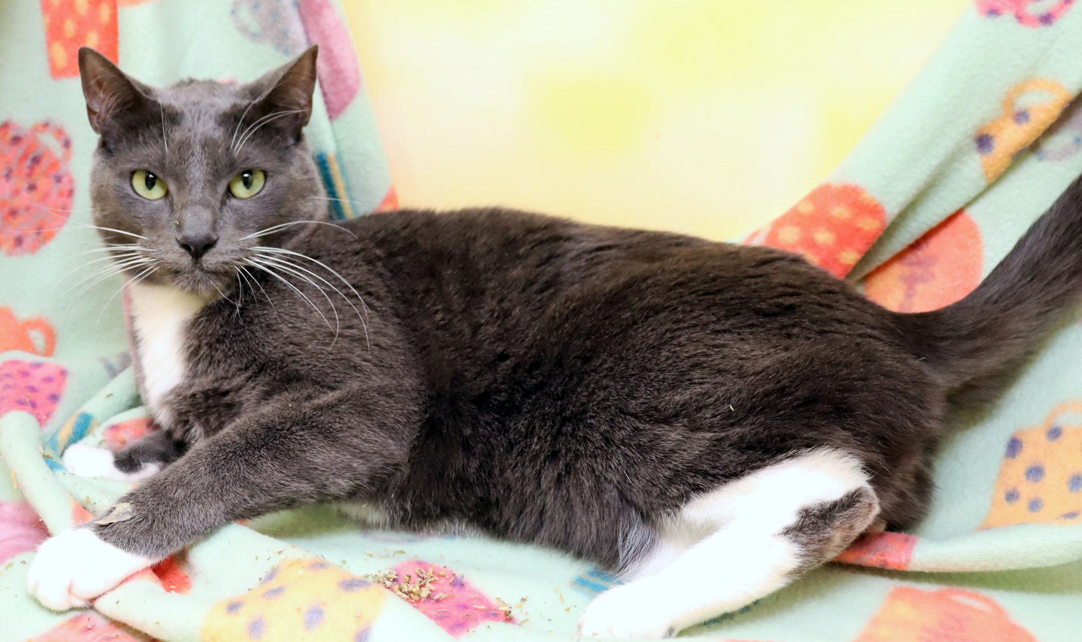 Enlarge Ophelia, a Adoptable Domestic Short Hair in Tierra Verde, FL image 3/4