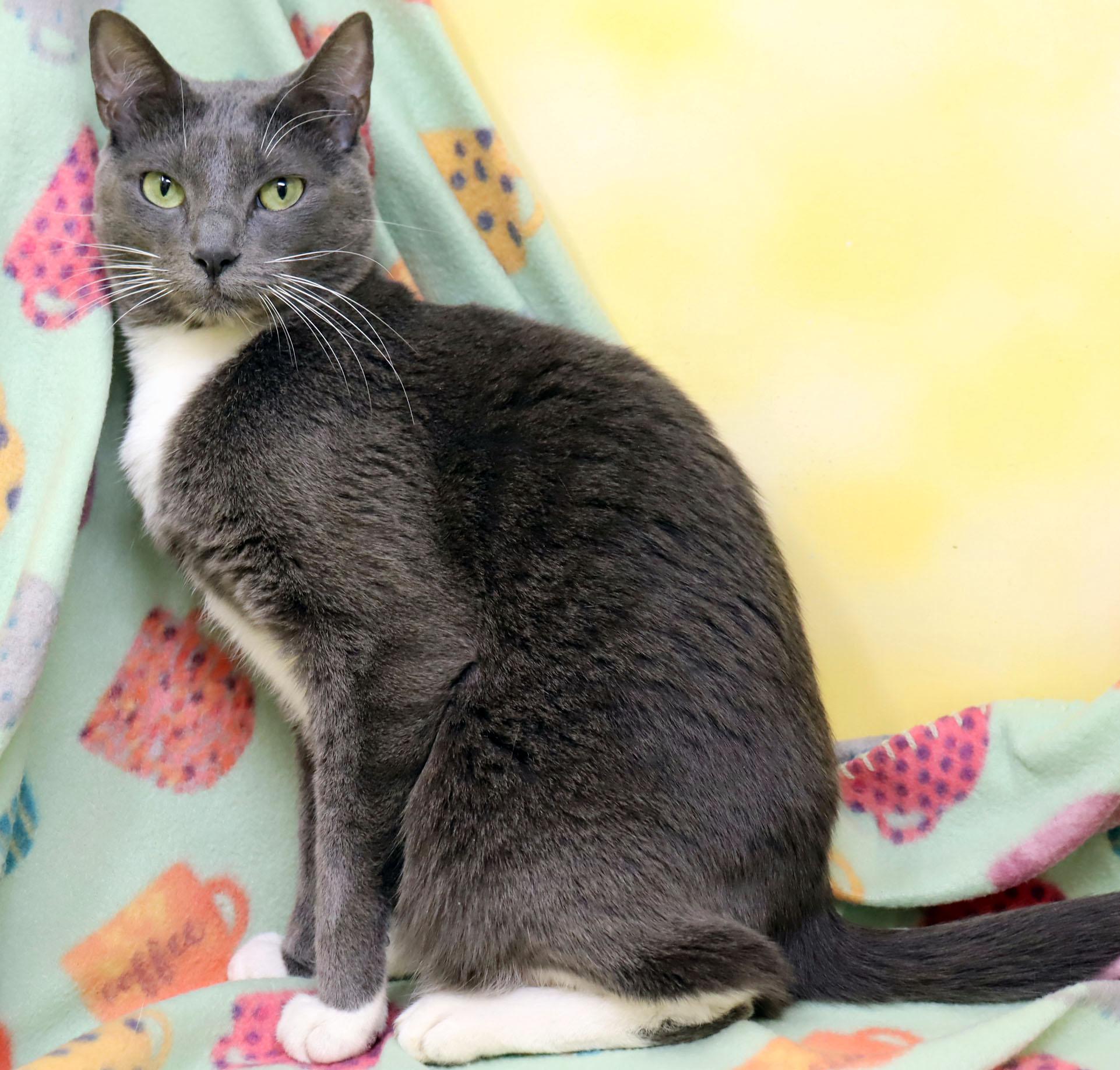 Enlarge Ophelia, a Adoptable Domestic Short Hair in Tierra Verde, FL image 2/4