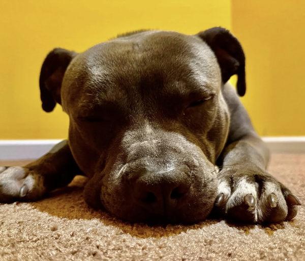 Bastion, a Adoptable mixed breed in Millersville, MD image 1/6