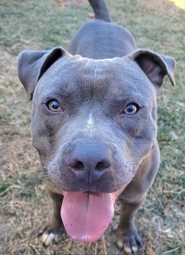 Bastion, a Adoptable mixed breed in Millersville, MD image 3/6