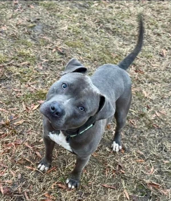 Bastion, a Adoptable mixed breed in Millersville, MD image 4/6