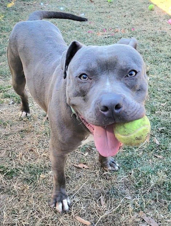 Bastion, a Adoptable mixed breed in Millersville, MD image 5/6