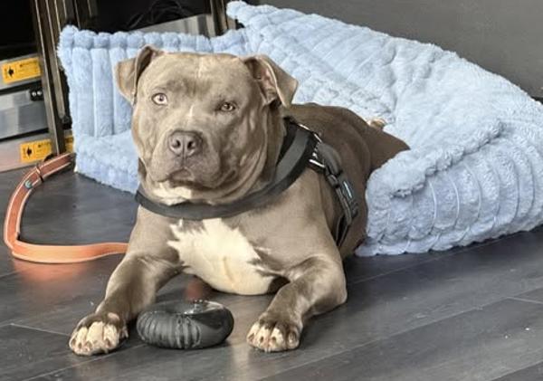 Bastion, a Adoptable mixed breed in Millersville, MD image 6/6