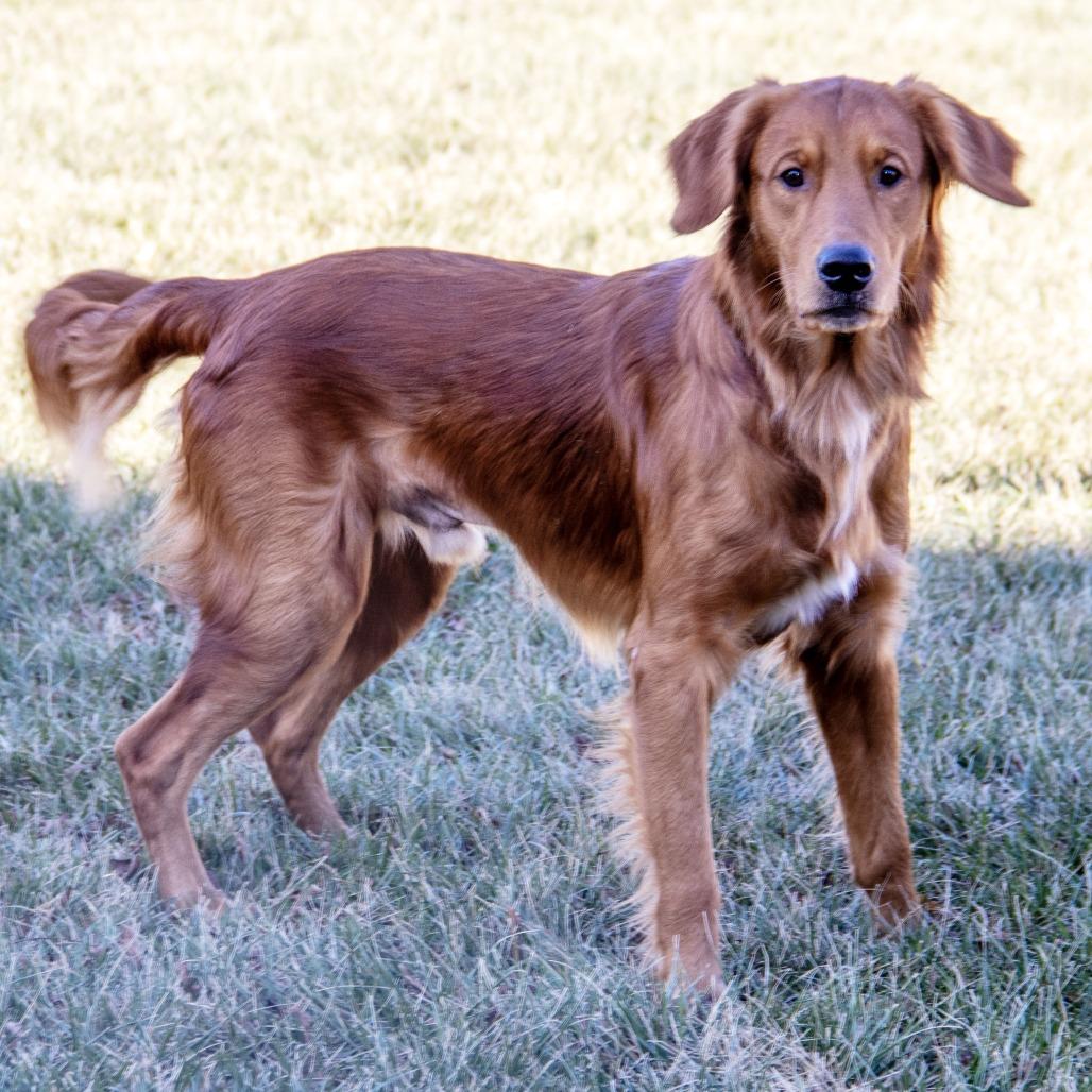 Charlie, Adoptable, Adult Male Golden Retriever & Mixed Breed.