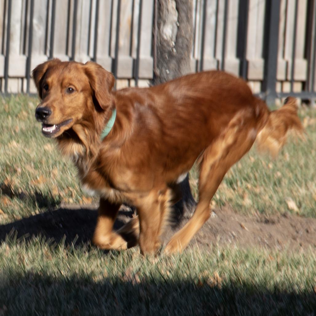 Enlarge Charlie, a Adoptable mixed breed in Wichita, KS image 2/6