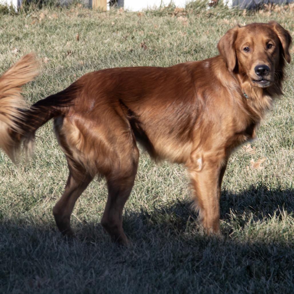 Enlarge Charlie, a Adoptable mixed breed in Wichita, KS image 3/6