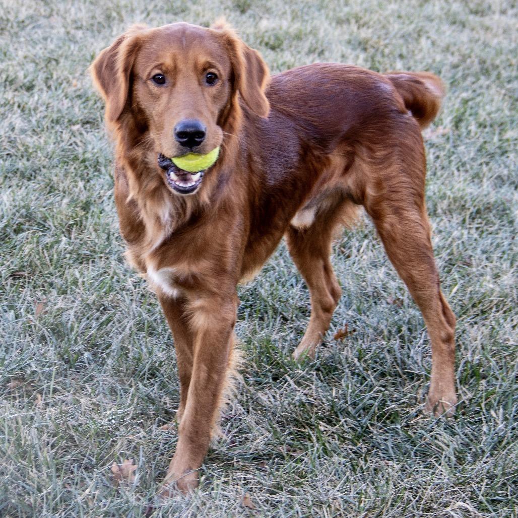 Enlarge Charlie, a Adoptable mixed breed in Wichita, KS image 4/6