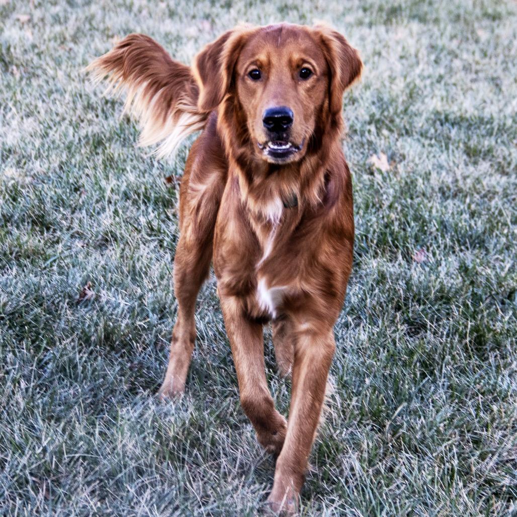 Enlarge Charlie, a Adoptable mixed breed in Wichita, KS image 5/6