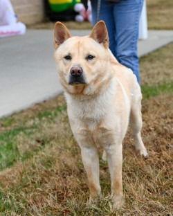 Enlarge DA 15 Honey, a Adoptable mixed breed in Glen Allen, VA image 1/3