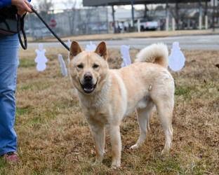 Enlarge DA 15 Honey, a Adoptable mixed breed in Glen Allen, VA image 2/3