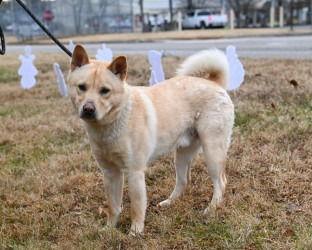 Enlarge DA 15 Honey, a Adoptable mixed breed in Glen Allen, VA image 3/3