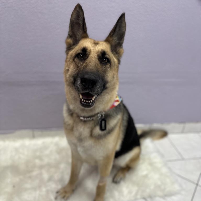 Scout, Adult Female unknown