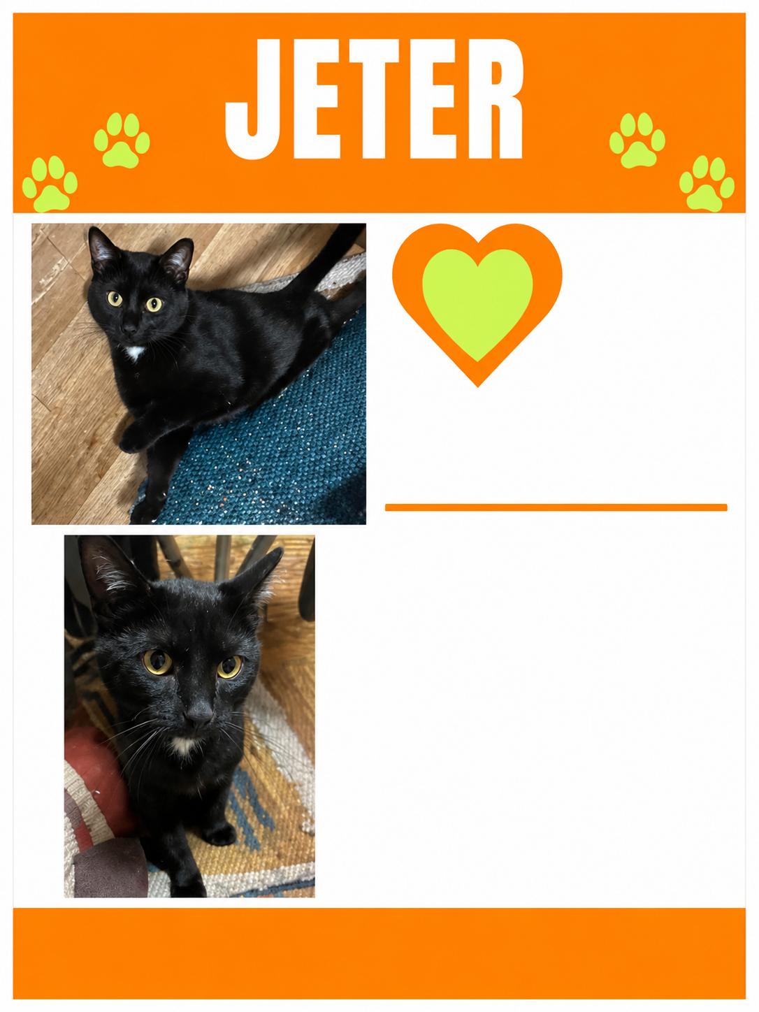 Jeter, Adoptable, Young Male Domestic Short Hair.