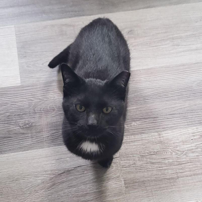Enlarge Jeter, a Adoptable Domestic Short Hair in Lemoyne, PA image 2/2