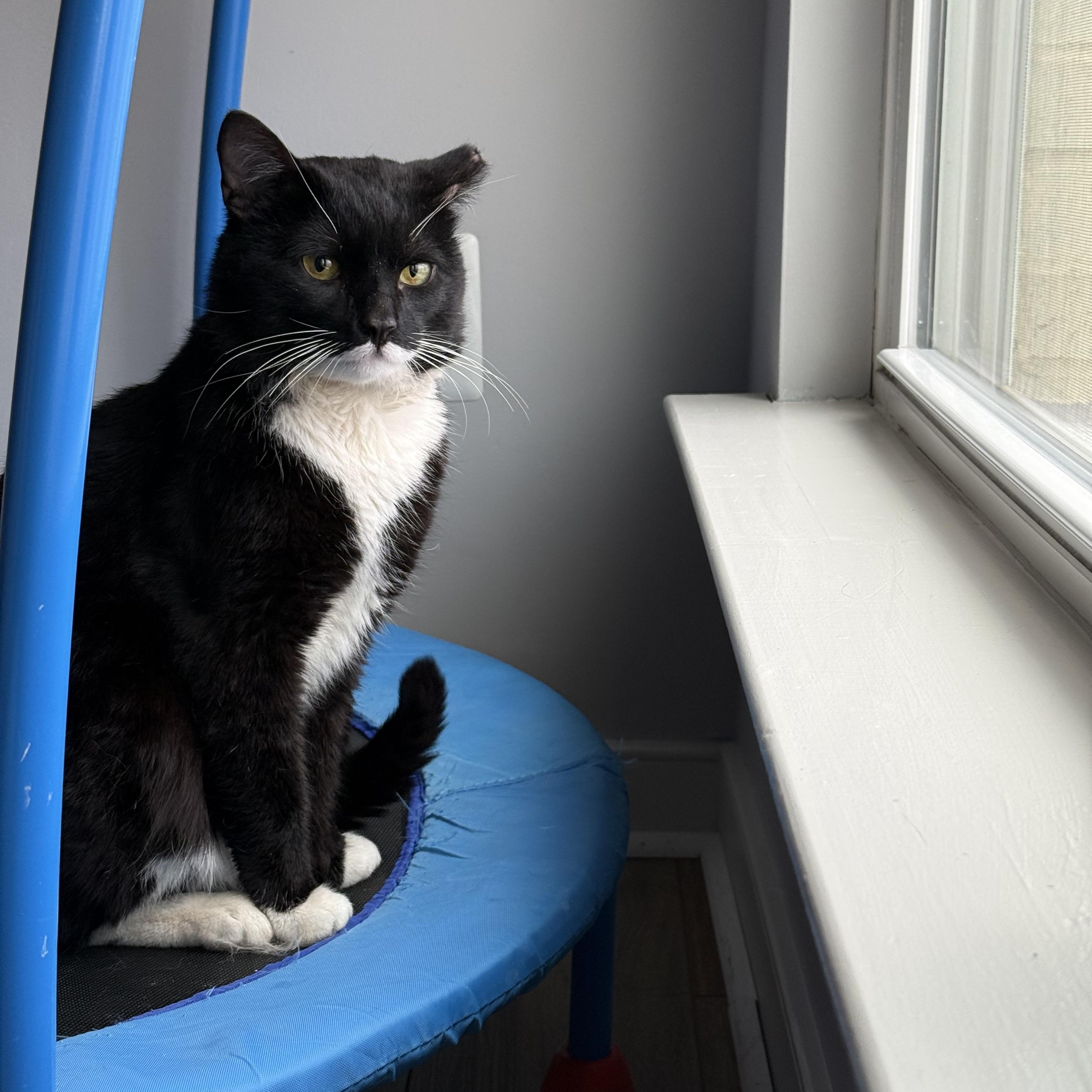 Trix, ADOPTABLE, Adult Male Domestic Short Hair.