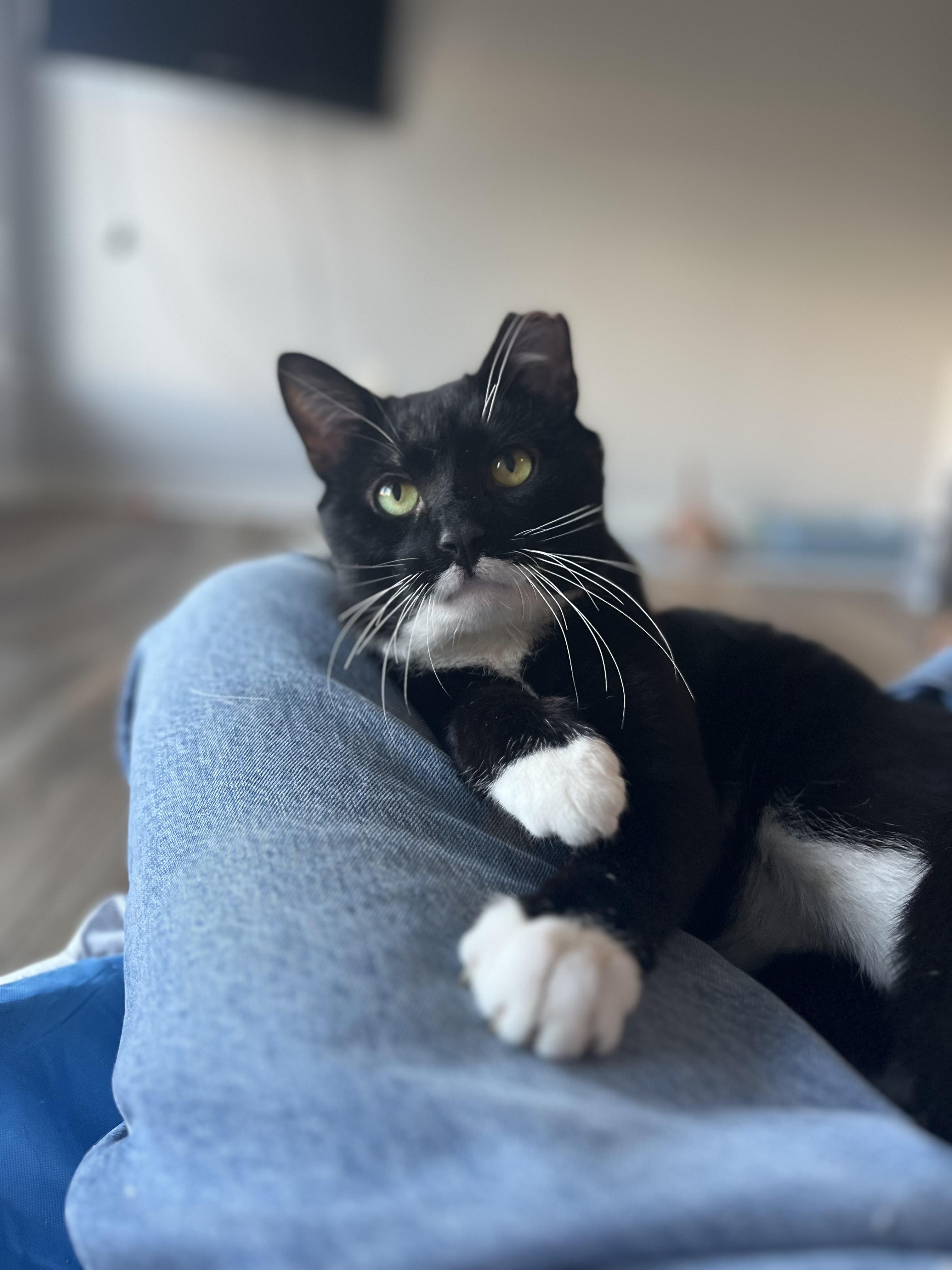 Enlarge Trix, a ADOPTABLE Domestic Short Hair in Washington, DC image 6/6