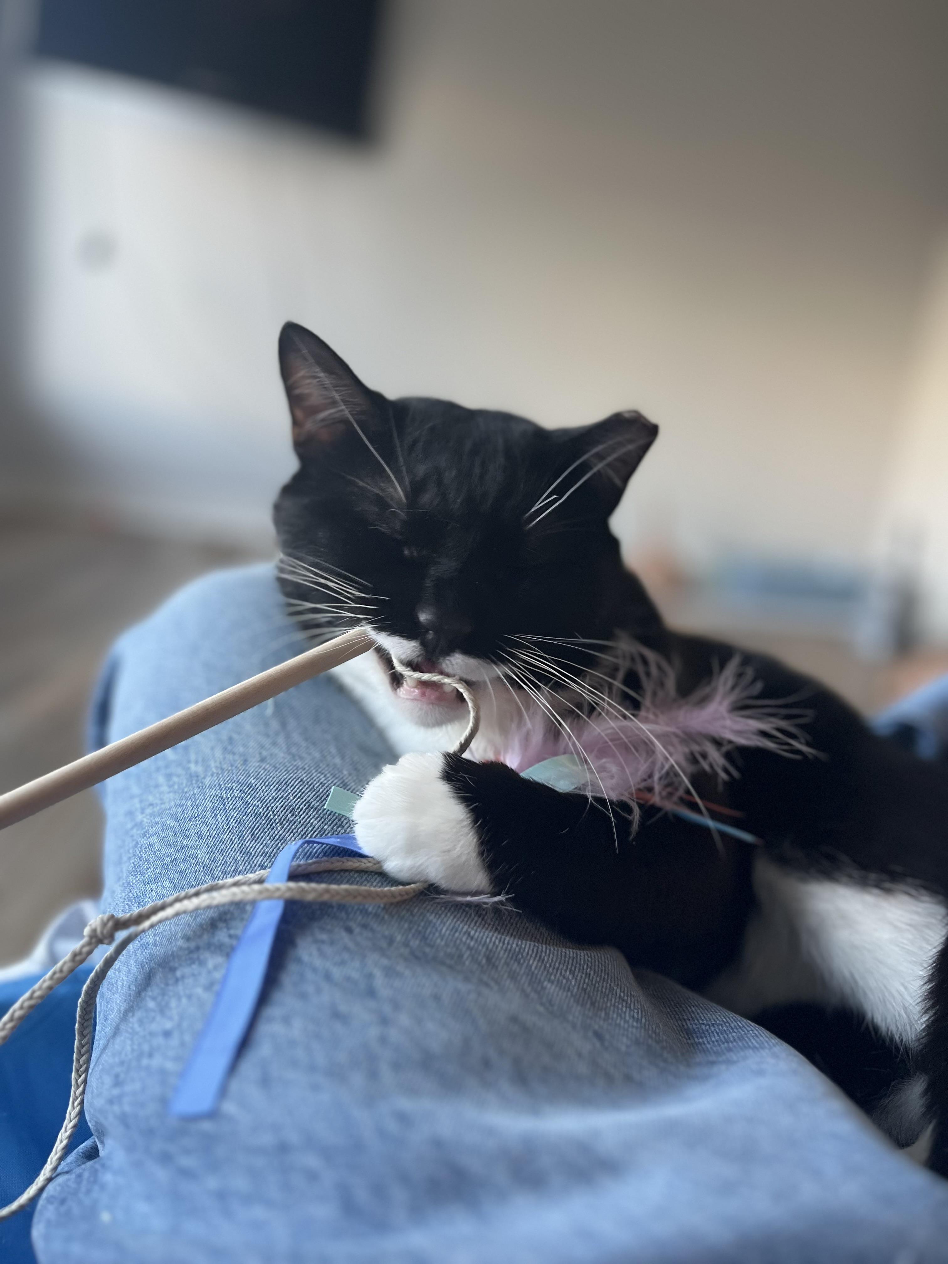 Enlarge Trix, a ADOPTABLE Domestic Short Hair in Washington, DC image 5/6