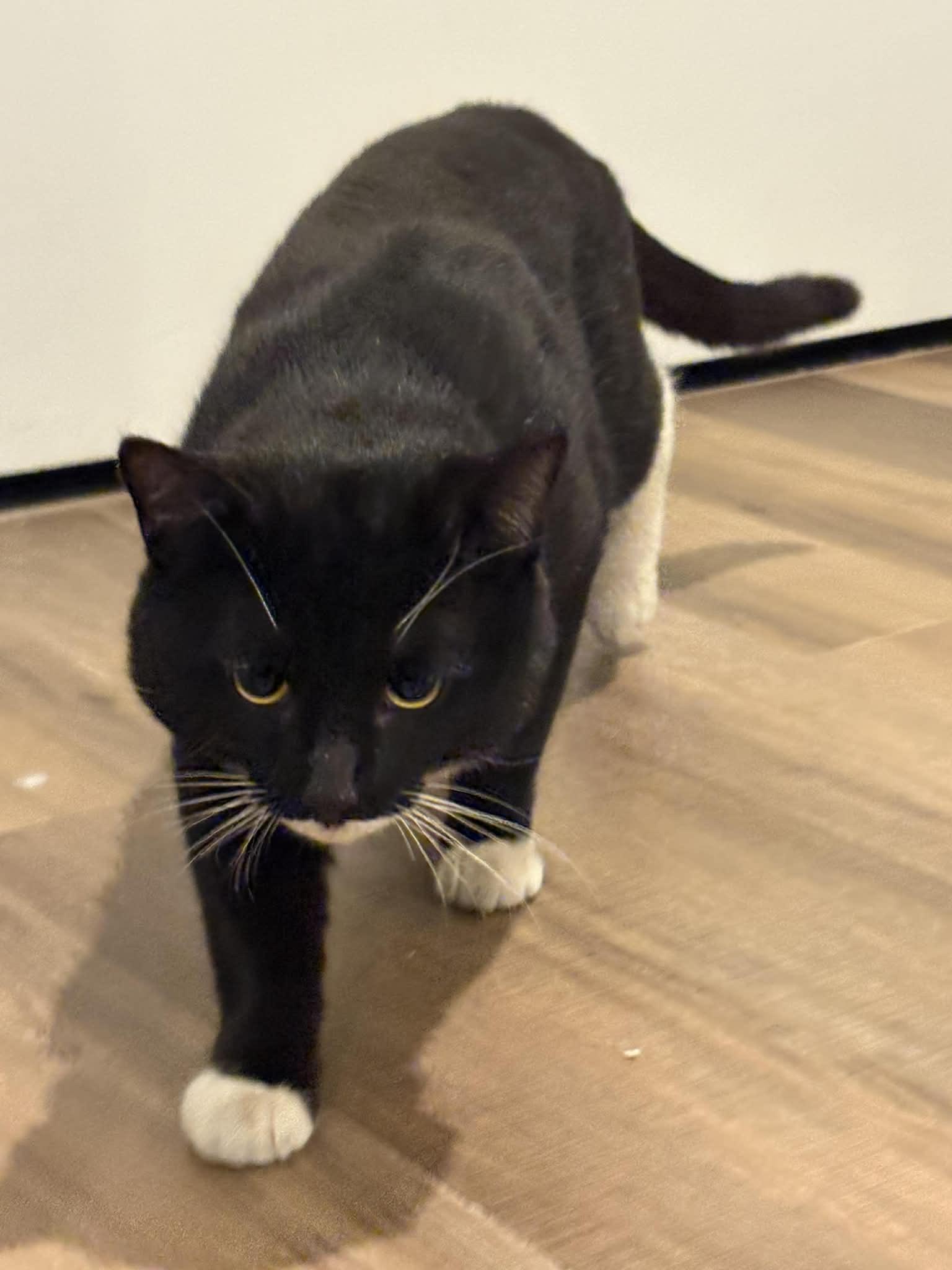 Enlarge Trix, a ADOPTABLE Domestic Short Hair in Washington, DC image 2/3